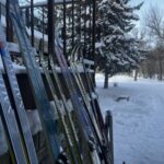Multiple skis lined up leaning against a wooden railing with a snow covered spruce tree and forested landscape in the background