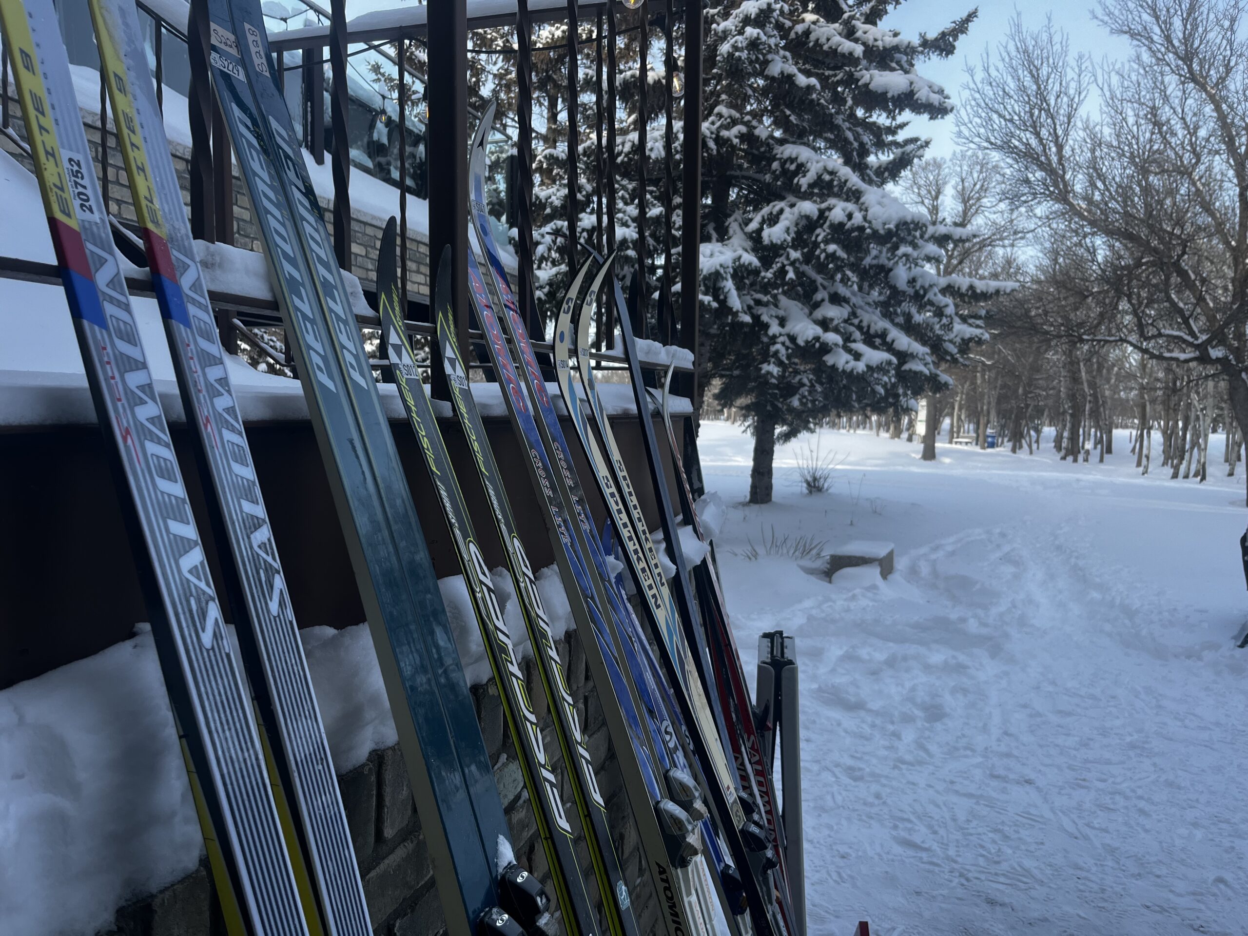 Multiple skis lined up leaning against a wooden railing with a snow covered spruce tree and forested landscape in the background